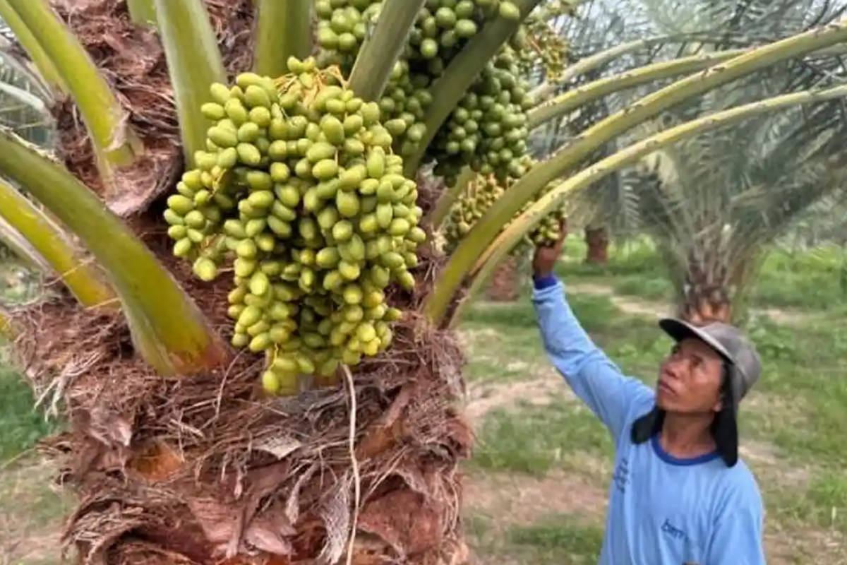 Kurma Lombok Berkualitas Ekspor: Petani Lokal Hasilkan Produk Kelas Dunia